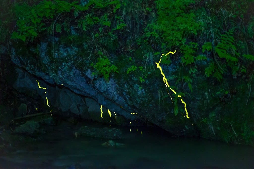 発光しながら上陸するゲンジボタルの幼虫の写真