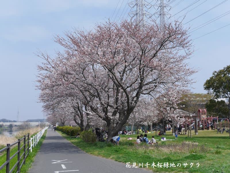 花見川千本桜緑地のサクラ のぶさんの花便り