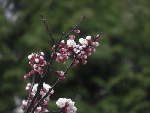 アンズ（杏子）の花