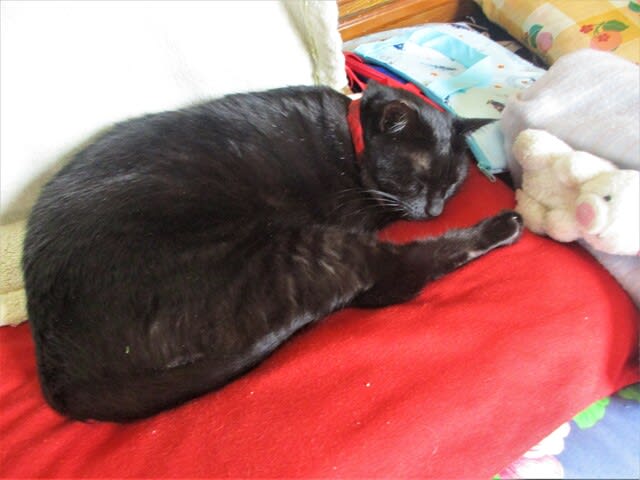 黒猫クロちゃんお昼寝中 ニャ タス