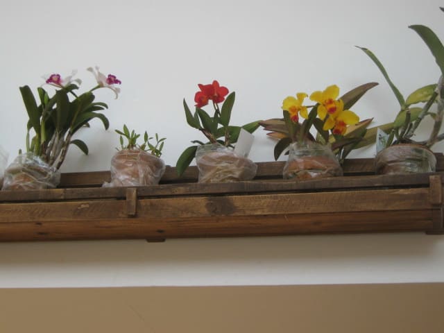 これは珍しいトネリコの盆栽 盆栽ブログ