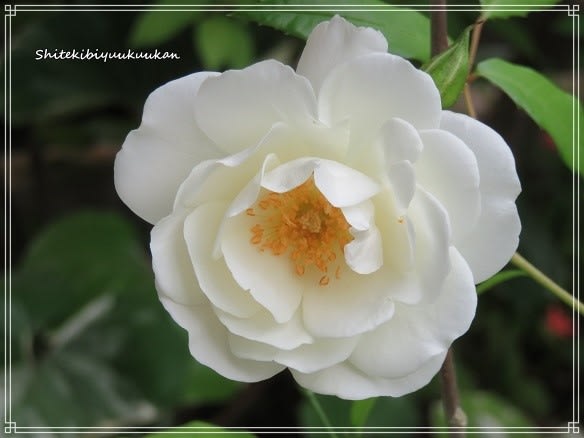 バラ 蔓アイスバーグ 白より白いと言われるバラ咲きました 私的美遊空間