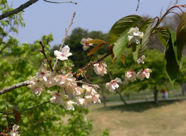 池の傍にまだ桜が咲いていた。ウコン桜かな