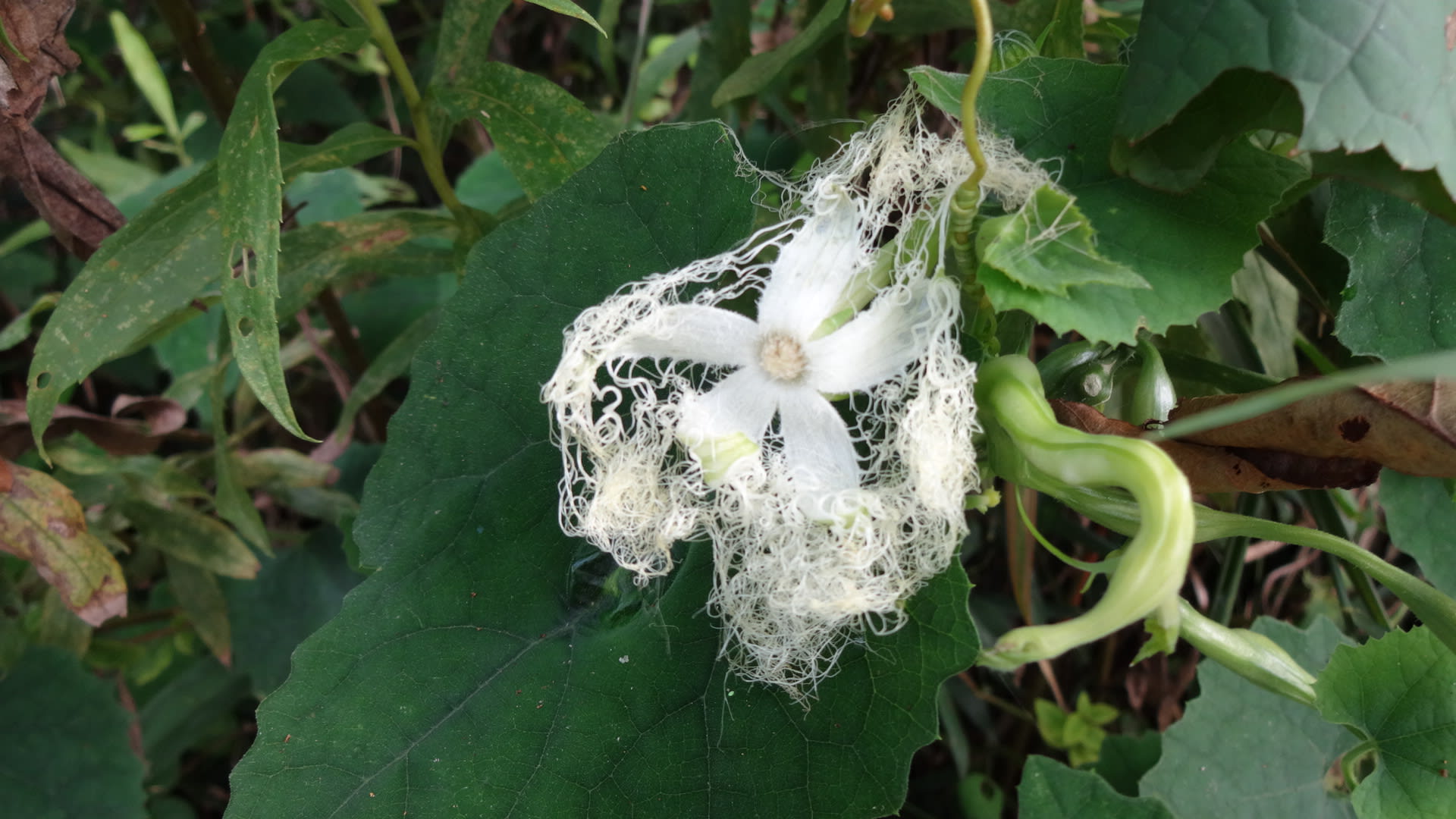 野に咲く夏の可憐な花 カラスウリ５ 閉じかけのカラスウリ ワインバーでのひととき