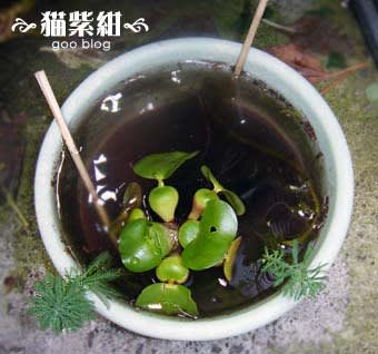 ヤゴ 飼育16日目 と それまでの日誌もどき と お世話の仕方 草履で歩きながら考える ヤゴ 飼育16日目 と それまでの日誌もどき と お世話の仕方 草履で歩きながら考える
