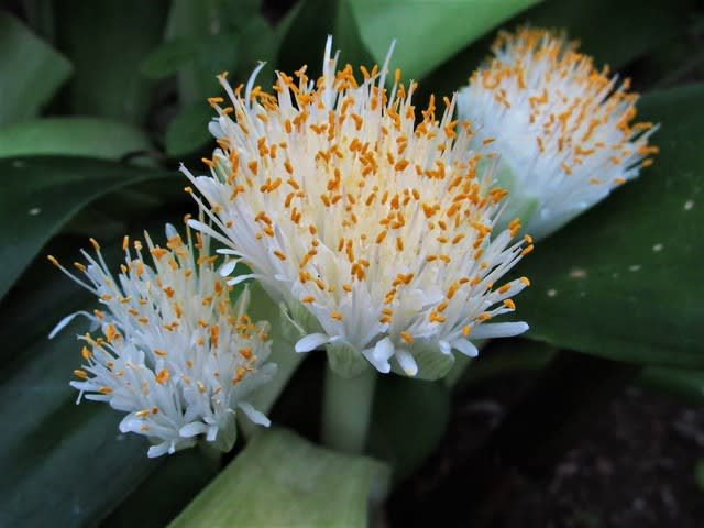 マユハケオモト と サワーソップ ムツゴロウ の花散歩