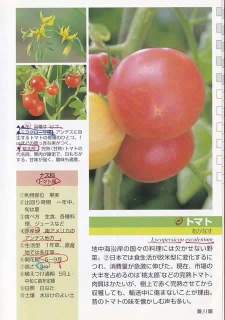 一関市中里のミニトマト ピコ 18年9月6日 木 Peaの植物図鑑