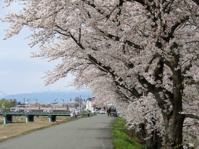 松川右岸の桜並木