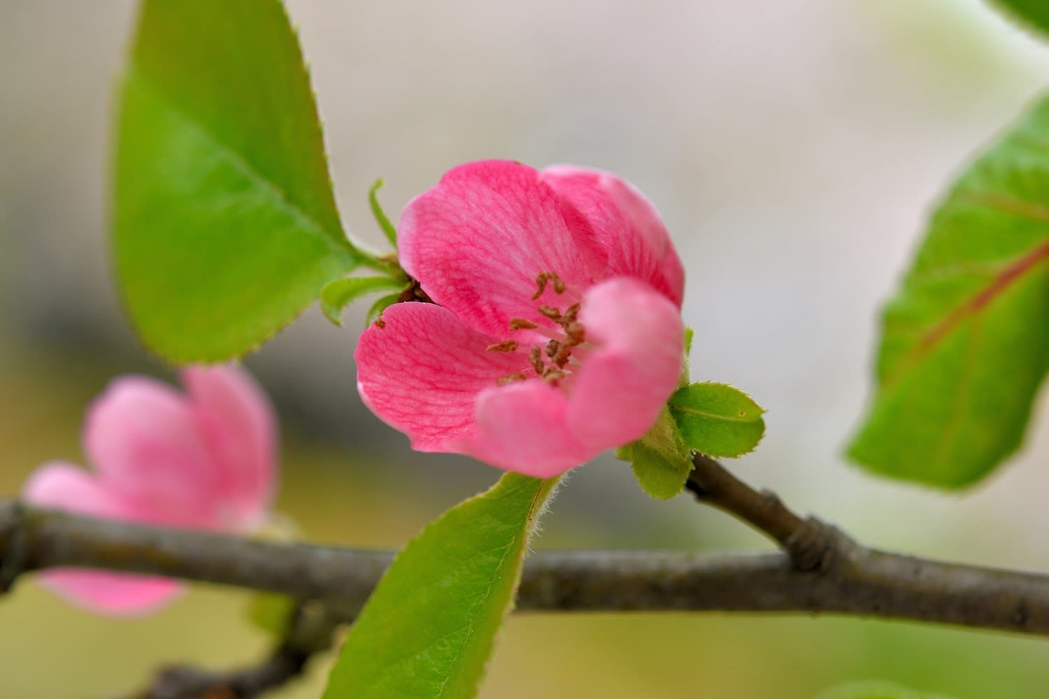 ロマンチックなカリンの花 延岡植物園 続き 延岡の山歩人ｋ