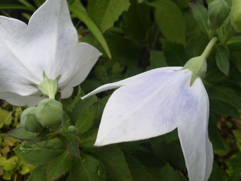 矮性種のキキョウの花 草花好きのひとりごと 矮性種のキキョウの花 草花好きのひとりごと