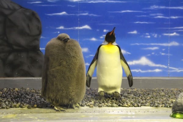 お母さんより大きい 王様ペンギンの巨大ヒナ ペンギン音頭