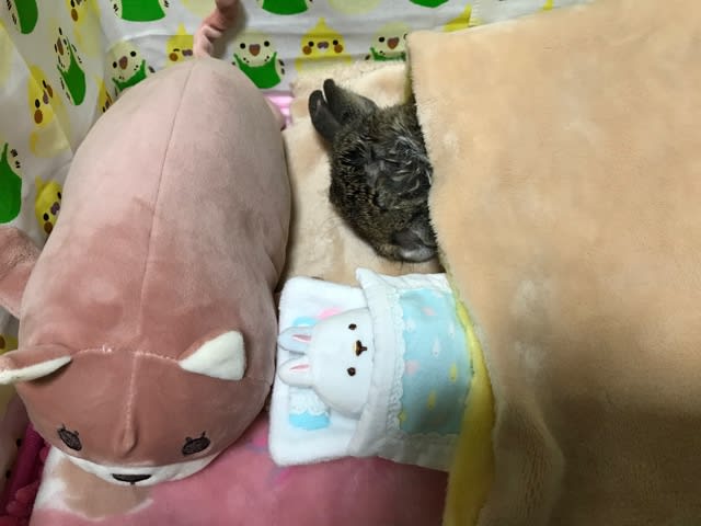 祝 うさぎ15歳と7ヶ月 Q 長寿うさぎの食生活 うさぎとベリーダンスとダラブッカ Kt Jackson Loves Lapin 公式 祝 うさぎ15歳と7ヶ月 Q 長寿うさぎの食生活 うさぎとベリーダンスとダラブッカ Kt Jackson Loves Lapin 公式