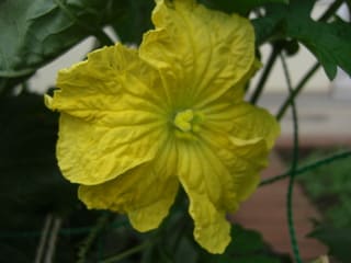 ヘチマの花 緑のカーテンのある暮らし