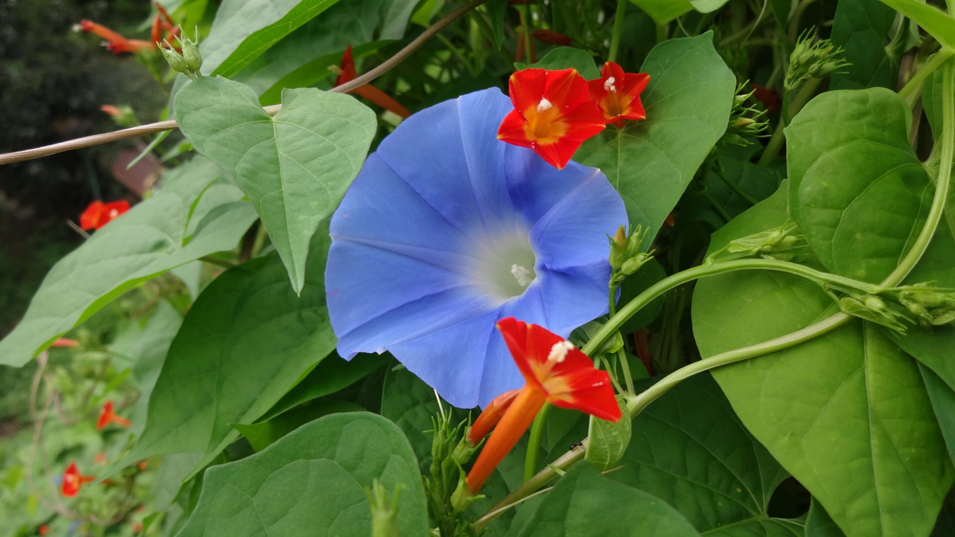 野に咲く夏の可憐な花 野生化した朝顔 ワインバーでのひととき