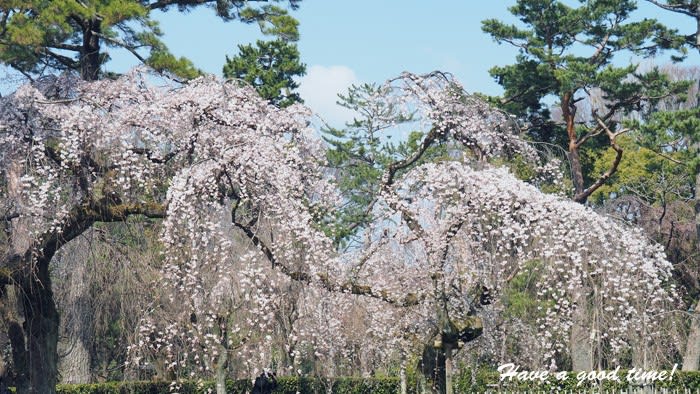 満開の桜を追いかけて 21 Vol 2 京都御苑 近衛邸跡糸桜 ｈave A Good Time