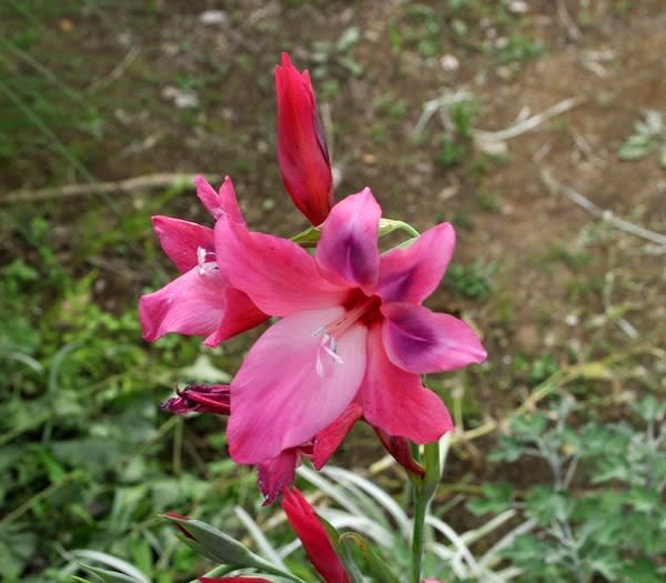 春咲きの グラジオラス ボルケーノ 花の公園 俳句 ｉｎｇ