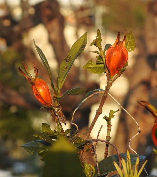 クチナシの実と切り花の緑の菊 愛媛県宇和島市からの良いたより