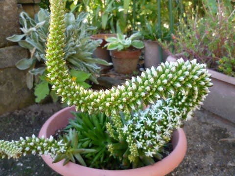 ユニークな多肉植物 ツメレンゲ 花 華 Hana