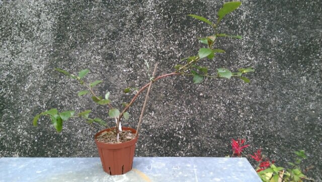 グロリア 挿し木 とブルーレイの様子 ブルーベリーを安月給奮闘栽培 In 広島