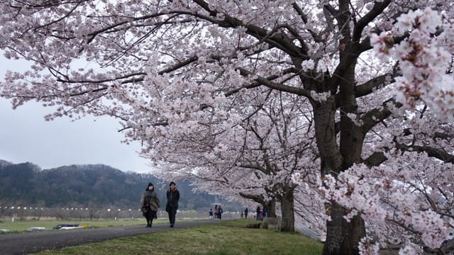 Sakeの歩窓から 羽村堰の桜 きっと いいことあるよね