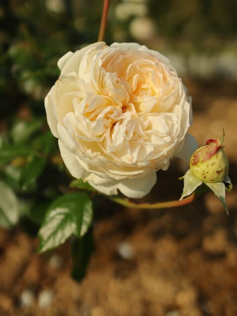 白バラの名品と呼ばれるバラ ボレロ 秋バラ シリーズ 153 野の花 庭の花