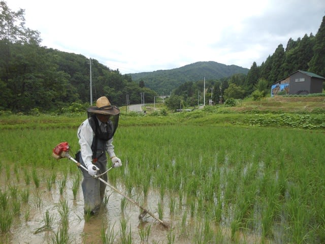 草取中