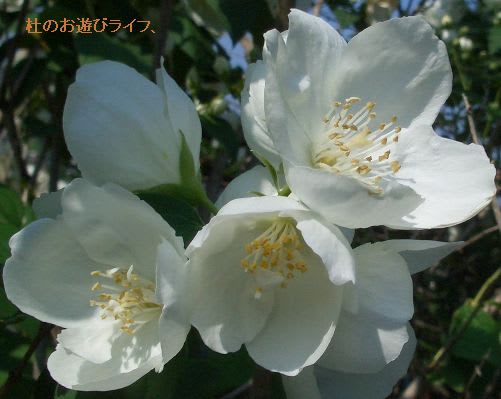 梅花空木 バイカウツギ 梅空木 ウメウツギ 薩摩空木 サツマウツギ 杜のお遊びライフ