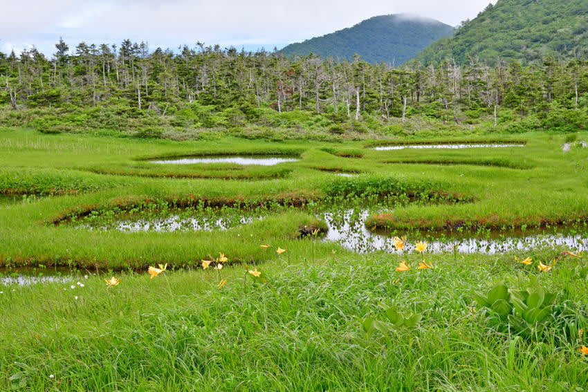 七月中旬の笊森山 千沼ヶ原 19年7月15日 モウズイカの裏庭2 七月中旬の笊森山 千沼ヶ原 19年7月15日 モウズイカの裏庭2
