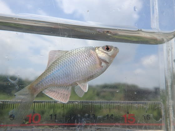 川釣り 淡水魚 兼平の空と大地 川釣り 淡水魚 兼平の空と大地