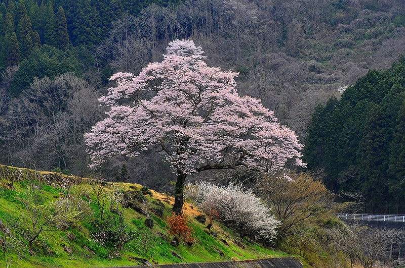 朝の深山桜 とにかく 撮ってみた