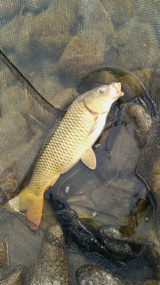 冬の河川 リーマンの鯉釣り日記 冬の河川 リーマンの鯉釣り日記