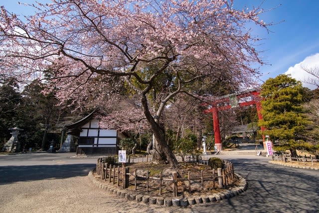塩釜神社境内の 四季桜 を散策 旅歩きの日記