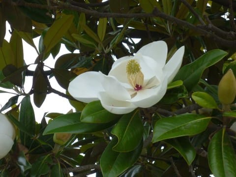 おわんの形の 泰山木 たいさんぼく 花 華 Hana