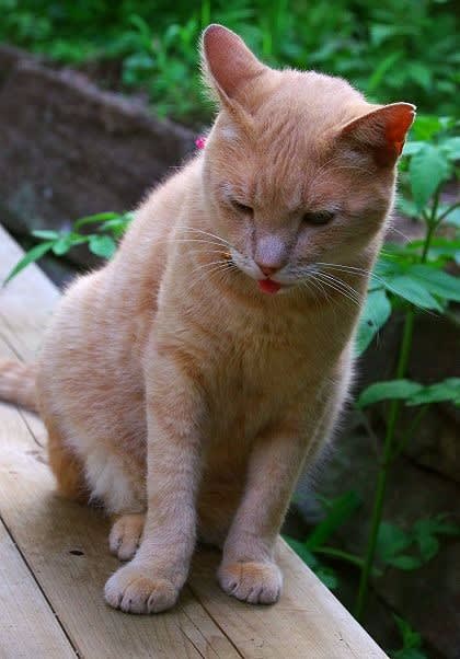 午後の猫とクマバチの巣のようす 教室 自然いろいろブログ