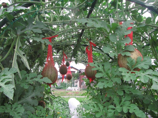 小玉スイカ 空中栽培 天井からもぶらり 大好き 野菜の時間 小玉スイカ 空中栽培 天井からもぶらり 大好き 野菜の時間