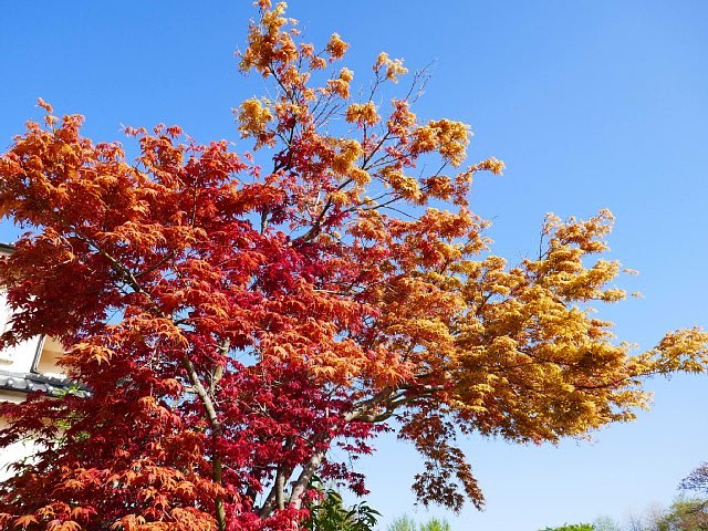 春なのに美しく紅葉するモミジって? - 庭先の四季