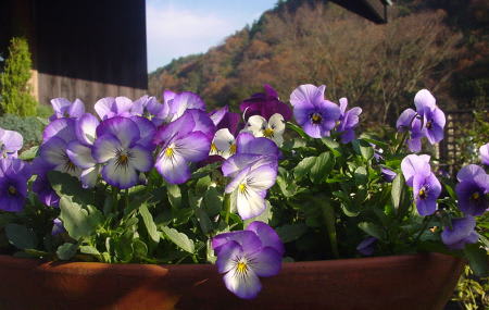 ビオラの季節 J S ｈｉｌｌ Garden