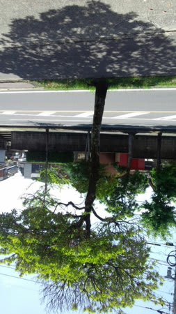 木の影も 道路に繁って 夏の風 道路空次元 どうろそらじげん 影木の葉 かげこのは 揺らぎ 道路が空に 空が道路に 成る 鳴る 一瞬 真鹿子 の真鹿不思議歩記 木の影も 道路に繁って 夏の風 道路空次元 どうろそらじげん 影木の葉 かげこのは 揺らぎ 道路が空に 空が道路に 成る 鳴る 一瞬 真鹿子 の真鹿不思議歩記