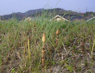 芦田川の土手に生えた土筆