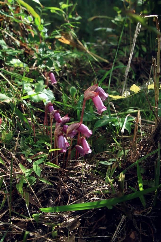 季節の花　ナンバンギセルの画像