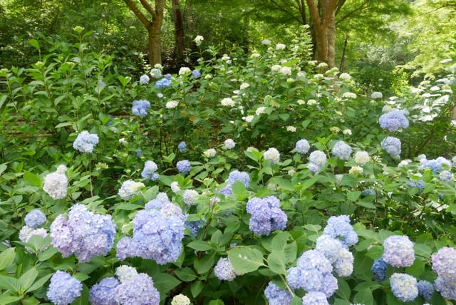 コロナ禍でのあじさい散策 神戸 森林植物園 月の晩にひらく アンデルの手帖