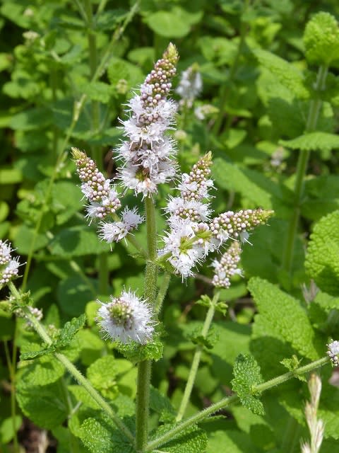 ハーブの花壇 スペアミントとペパーミント せっかち散歩