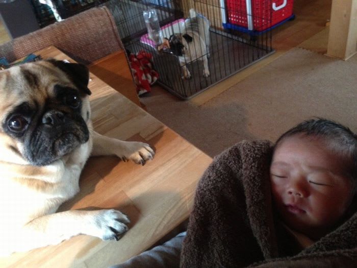ホンワカ 生まれたて パグ犬とフレンチブルドッグと赤ちゃん Blog Keiko French Bulldog Pag フレンチブルドッグ パグ 柴犬のブログ