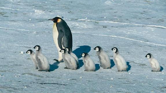 再び 南極の 可愛いペンギンさん で 涼みましょう 気ままの記 T I
