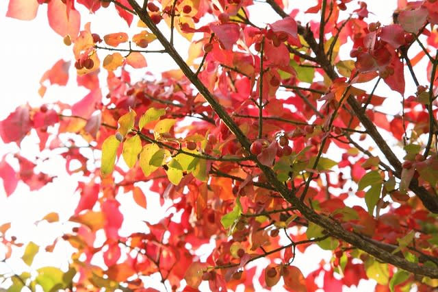 樹木公園の紅葉 カツラ コマユミ 他 石川県林業試験場 金沢から発信のブログ 風景と花と鳥など