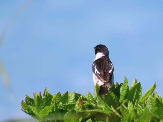高ボッチ高原・鉢伏山で見た鳥　ノビタキ（オス）