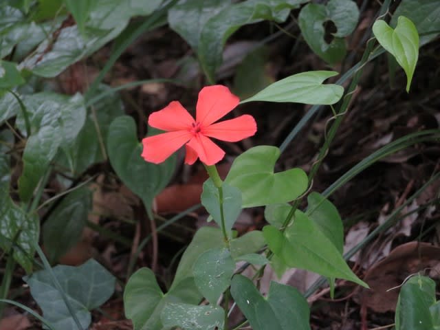 炎のように燃え立つ花を咲かせるフシグロセンノウ（高尾山シリーズ02） - 野の花 庭の花
