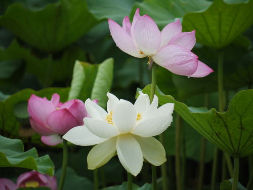 松本城のお堀の蓮の花
