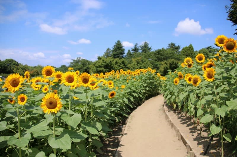 公園 昭和 ひまわり 記念 【2020】昭和記念公園でひまわり畑を撮影@東京で夏の風景写真！