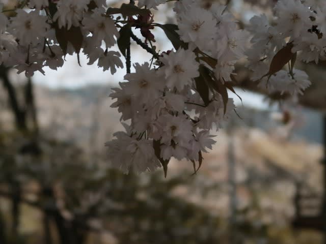 八重なのにすっきりした花が咲く中将姫請願ザクラは 国の天然記念物 22 4 7 ｅｌｆじ さんのほっつきある記 キャンピングカー アラモのたび